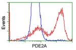 PDE2A Antibody in Flow Cytometry (Flow)