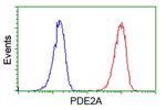 PDE2A Antibody in Flow Cytometry (Flow)