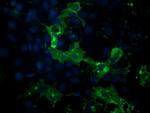 PDE2A Antibody in Immunocytochemistry (ICC/IF)