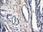 PDE2A Antibody in Immunohistochemistry (Paraffin) (IHC (P))