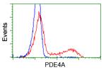PDE4A Antibody in Flow Cytometry (Flow)