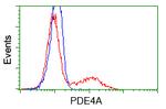 PDE4A Antibody in Flow Cytometry (Flow)