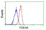 PDE4A Antibody in Flow Cytometry (Flow)
