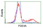 PDE4A Antibody in Flow Cytometry (Flow)