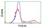 PDE4A Antibody in Flow Cytometry (Flow)