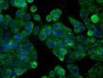 PDE4A Antibody in Immunocytochemistry (ICC/IF)