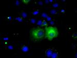 PDE4A Antibody in Immunocytochemistry (ICC/IF)
