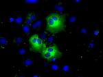 PDE4A Antibody in Immunocytochemistry (ICC/IF)