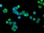 PDE4A Antibody in Immunocytochemistry (ICC/IF)