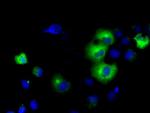 PDE4A Antibody in Immunocytochemistry (ICC/IF)