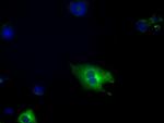 PDE4A Antibody in Immunocytochemistry (ICC/IF)