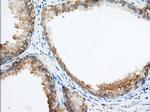 PDE4A Antibody in Immunohistochemistry (Paraffin) (IHC (P))
