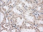 PDE4A Antibody in Immunohistochemistry (Paraffin) (IHC (P))