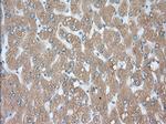 PDE4A Antibody in Immunohistochemistry (Paraffin) (IHC (P))