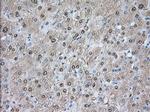 PDE4A Antibody in Immunohistochemistry (Paraffin) (IHC (P))