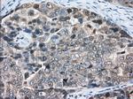 PDE4A Antibody in Immunohistochemistry (Paraffin) (IHC (P))