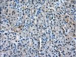 PDE4A Antibody in Immunohistochemistry (Paraffin) (IHC (P))