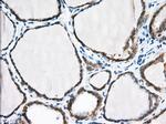 PDE4A Antibody in Immunohistochemistry (Paraffin) (IHC (P))