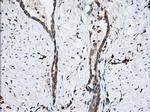 PDE4A Antibody in Immunohistochemistry (Paraffin) (IHC (P))