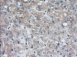 PDE4A Antibody in Immunohistochemistry (Paraffin) (IHC (P))