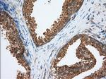PDE4A Antibody in Immunohistochemistry (Paraffin) (IHC (P))