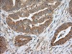 PDE4A Antibody in Immunohistochemistry (Paraffin) (IHC (P))