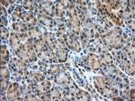 PDE4A Antibody in Immunohistochemistry (Paraffin) (IHC (P))