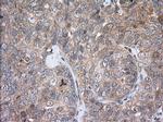 PDE4A Antibody in Immunohistochemistry (Paraffin) (IHC (P))