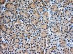 PDE4A Antibody in Immunohistochemistry (Paraffin) (IHC (P))