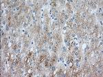 PDE4A Antibody in Immunohistochemistry (Paraffin) (IHC (P))