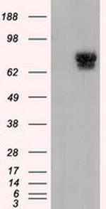 PDE4A Antibody in Western Blot (WB)