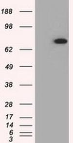PDE4A Antibody in Western Blot (WB)