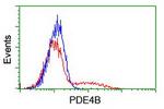 PDE4B Antibody in Flow Cytometry (Flow)