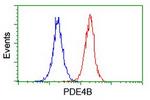 PDE4B Antibody in Flow Cytometry (Flow)