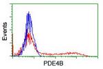 PDE4B Antibody in Flow Cytometry (Flow)
