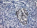 PDE4B Antibody in Immunohistochemistry (Paraffin) (IHC (P))