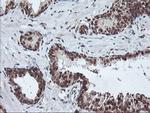 PDE4B Antibody in Immunohistochemistry (Paraffin) (IHC (P))