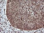 PDE4B Antibody in Immunohistochemistry (Paraffin) (IHC (P))