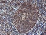PDE4B Antibody in Immunohistochemistry (Paraffin) (IHC (P))
