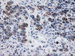PDE4B Antibody in Immunohistochemistry (Paraffin) (IHC (P))