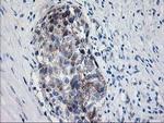 PDE4B Antibody in Immunohistochemistry (Paraffin) (IHC (P))