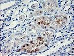 PDE6G Antibody in Immunohistochemistry (Paraffin) (IHC (P))