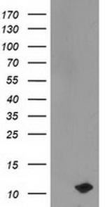 PDE6G Antibody in Western Blot (WB)
