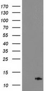 PDE6G Antibody in Western Blot (WB)