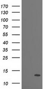 PDE6G Antibody in Western Blot (WB)