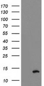 PDE6G Antibody in Western Blot (WB)