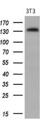 PDGFRA Antibody in Western Blot (WB)