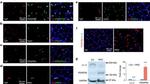 CD140a (PDGFRA) Antibody in Immunohistochemistry (Frozen) (IHC (F))