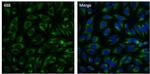 PDI Monoclonal Antibody (RL90), Alexa Fluor™ 488