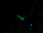 PDIA3 Antibody in Immunocytochemistry (ICC/IF)
